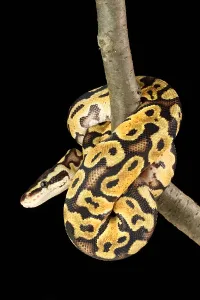 Ball Python Imprime: Ball Python (Python regius)