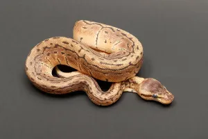 Ball Python Imprime: Ball Python (Python regius)