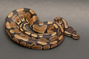 Ball Python Imprime: Ball Python (Python regius)