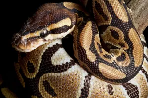 Ball Python Imprime: Ball Python (Python regius)
