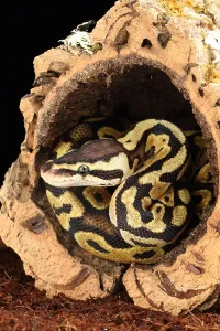 African Reptile Species Imprime: Ball Python (Python regius)