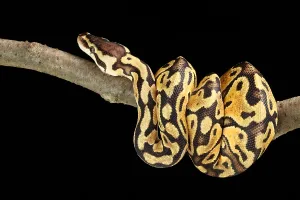 Ball Python Imprime: Ball Python (Python regius)