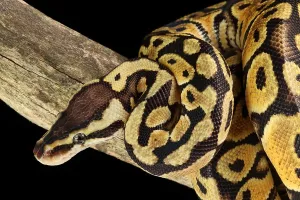Ball Python Imprime: Ball Python (Python regius)