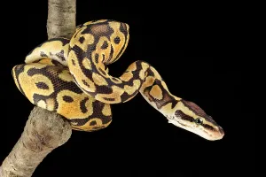 Ball Python Imprime: Ball Python (Python regius)