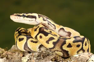 Ball Python Imprime: Ball Python (Python regius)