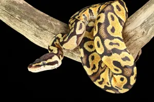 Ball Python Imprime: Ball Python (Python regius)