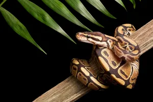 Ball Python Imprime: Ball Python (Python regius) on branch
