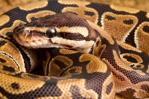 Ball Python Imprime: Ball Python (Python regius) close up
