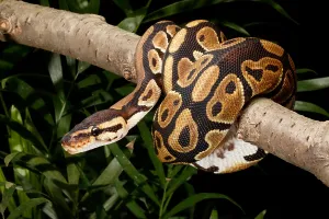 Ball Python Imprime: Ball Python, Python Regius, Wrapped Around a Branch
