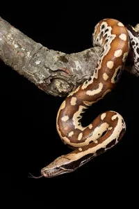 Boidae Species Imprime: Blood python (Python brongersmai) on branch