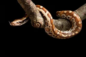 La serpiente de sangre (Python brongersmai) en una rama.