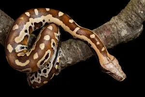 Asian Reptiles Imprime: Blood python (Python brongersmai) on branch