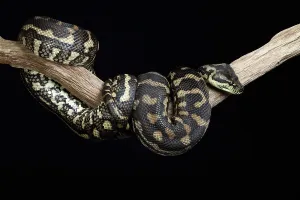 Snake Species Imprime: Carpet Python