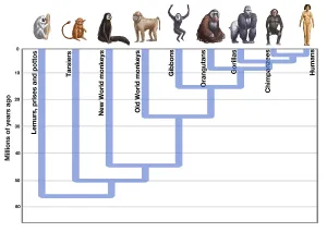 La Evolución Humana.