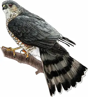 Wildlife Illustrations Imprime: Sharp-shinned Hawk
