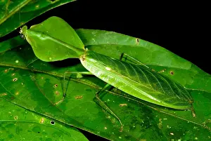 Amazon Rainforest Fauna Imprime: Shield Mantis