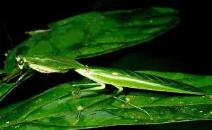 Tropical Forest Wildlife Imprime: Shield Mantis