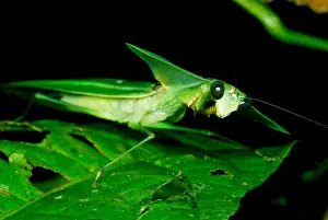 Tropical Forest Animals Imprime: Shield Mantis