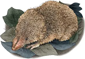 American Wildlife Art Imprime: Least Shrew