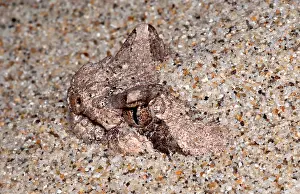 Vertebrate Wildlife Photos Imprime: Sidewinder