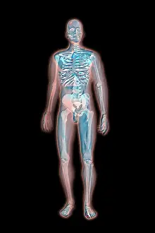 Human Skeleton Illustration Imprime: Skeleton