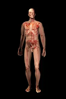 Human Skeleton Illustration Imprime: Skeleton