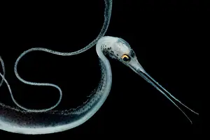 Tropical Ocean Fish Imprime: Slender Snipe Eel