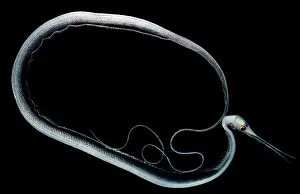 Tropical Ocean Fish Imprime: Slender Snipe Eel