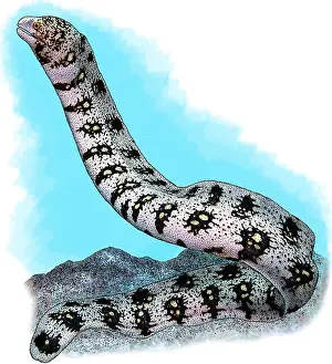 Marine Life Illustration Imprime: Snowflake Moray Eel
