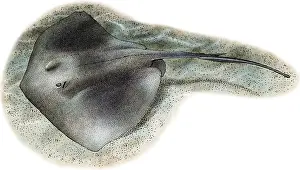 Marine Life Illustrations Imprime: Southern Stringray