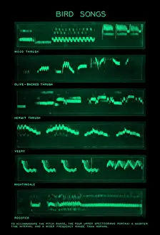 Impresión enmarcada : Espectrograma de Cantos de Aves.