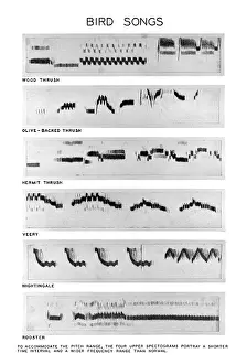Impresión enmarcada : Spectrograms Impresión enmarcada : Spectrograms