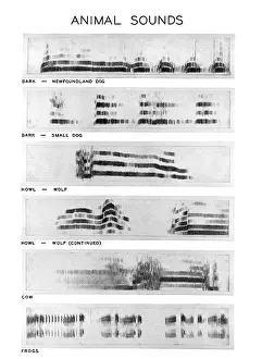 Bird Species Identification Imprime: Spectrograms