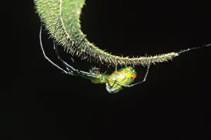 Ecuadorian Wildlife Imprime: Spider