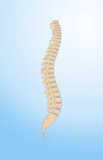Human Spine Anatomy Imprime: Spinal Column