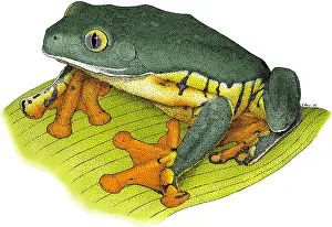 South American Frogs Imprime: Splendid Leaf Frog