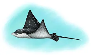 Aquatic Life Illustrations Imprime: Spotted Eagle Ray
