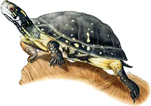 American Wildlife Art Imprime: Spotted Turtle