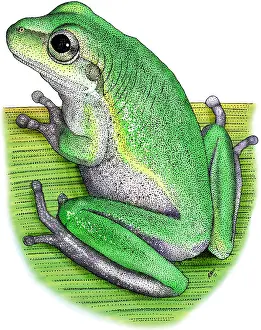 Wildlife Illustration Imprime: Squirrel Treefrog
