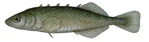 Animal Illustrations Online Imprime: Stickleback