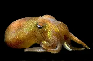 Deep Sea Squid Imprime: Stubby Squid