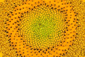 Sunflower Seeds Imprime: Sunflower