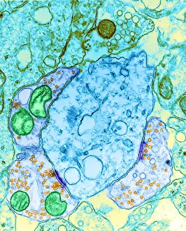 Nerve Cell Anatomy Imprime: Synapse, TEM
