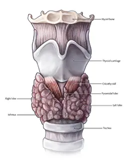 Thyroid Gland Anatomy Imprime: Thyroid Anatomy