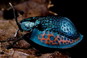 Peruvian Wildlife Imprime: Tortoise beetle