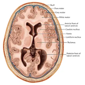 Cerebral Cortex Illustration Imprime: Transverse Section of the Brain