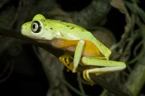 Central American Frogs Imprime: Tree Frog