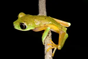 Tree Frog Species Imprime: Tree Frog