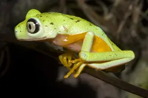Central American Frogs Imprime: Tree Frog