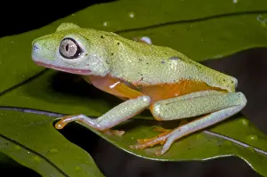 Endangered Species List Imprime: Tree Frog